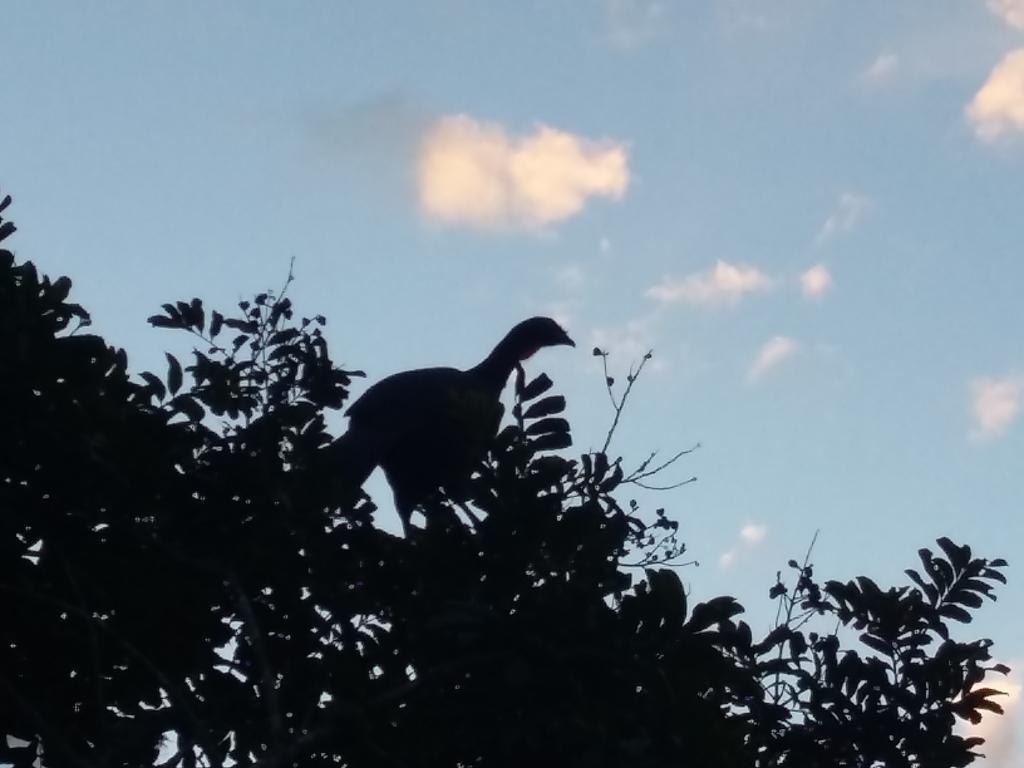 Pousada Pinhalense Santo Antônio do Pinhal Zewnętrze zdjęcie